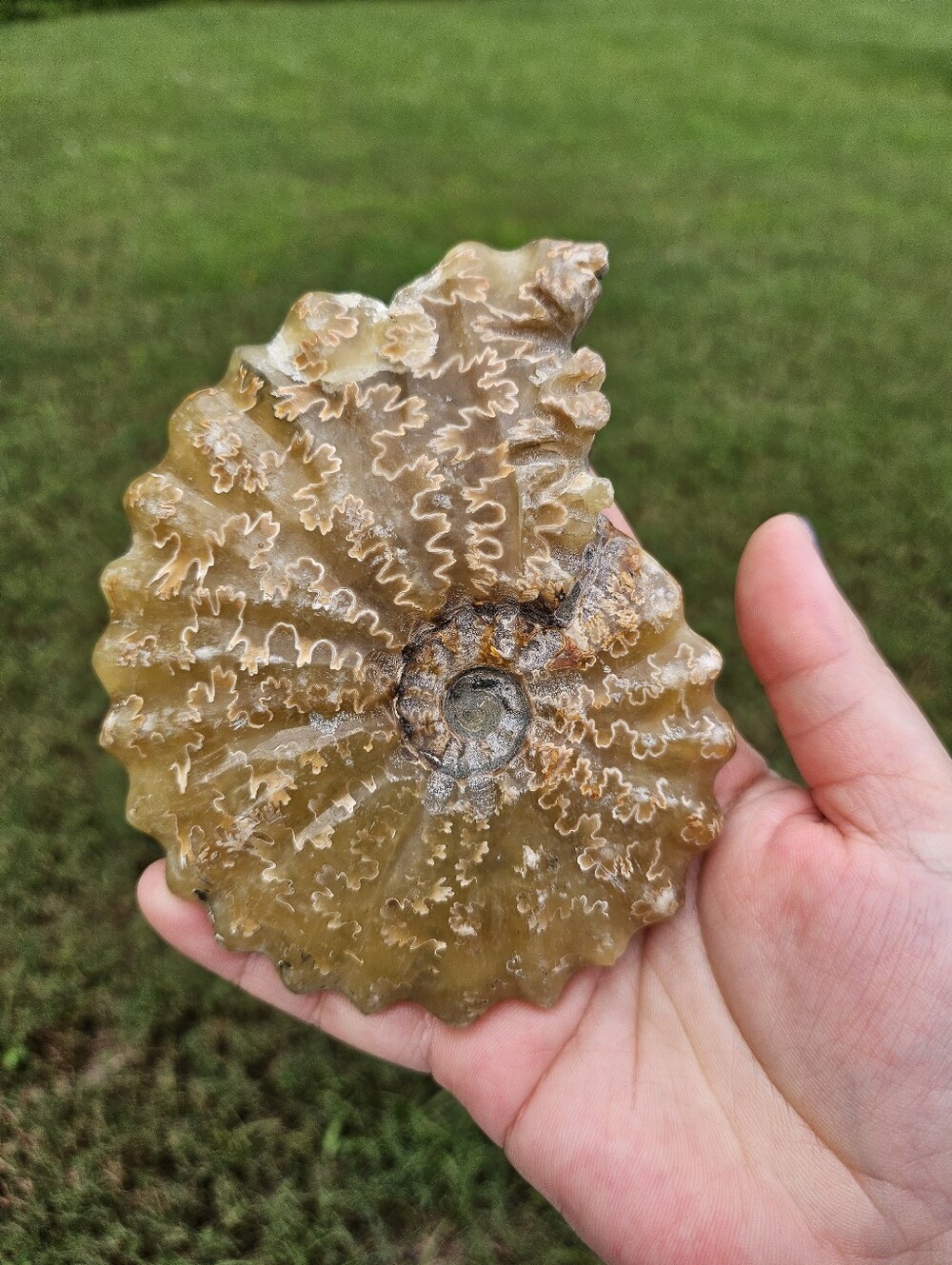 Ammonite Shell 4.5 In - Picture 1 of 3